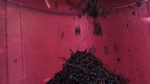 Low angle view of dark grapes falling from wooden press into red plastic bin Stock Footage 343885750