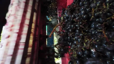 Low angle view of dark grapes falling from wooden press into red plastic bin Stock Footage 343885896
