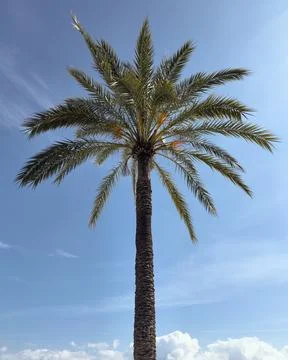 Low angle view of a date palm tree against a bright, sunny blue sky Stock Photos