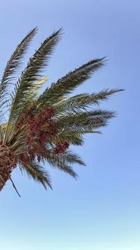 Low angle view of a date palm tree with fruit against blue sky Stock Photos