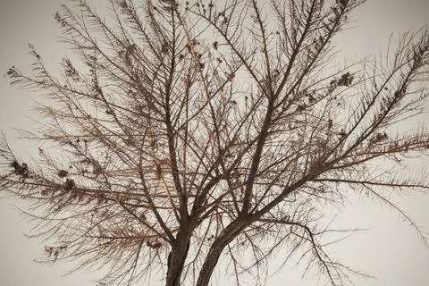 Low angle view on dead tree with branches against gray sky Stock Photos