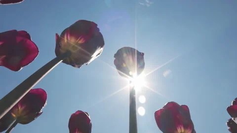 Low angle view of deep maroon tulips against blue sky on bright sunny day, Video stock 341284679