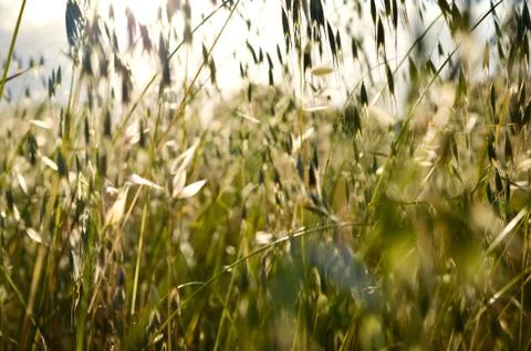Low angle  view of defocused spring wild oat  field  over bright sky  during Stock Photos