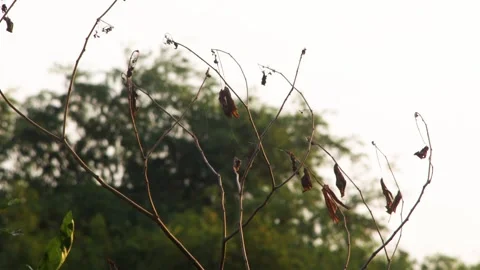 Low angle view of delicate dry tree branches reaching into bright clear sky.. Stock Footage 344761123