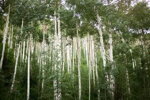 Low angle view of dense aspen woodland Stock Photos