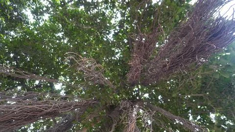 Low angle view of dense banyan canopy Foto stock