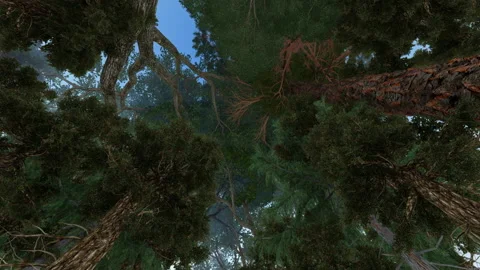 Low angle view of dense forest, sun appearing from the foliage Stock Footage 146637913