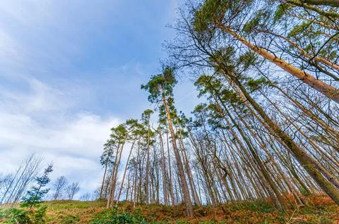 A low-angle view of a dense forest canopy with tall evergreen trees reachin.. Stock Photos