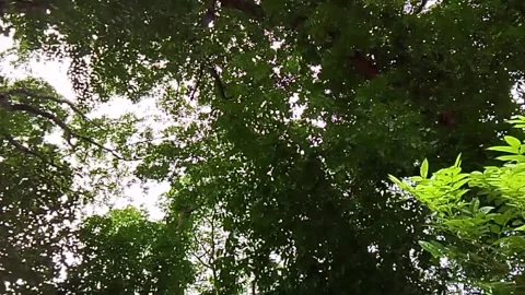 Low angle view of dense green tree canopy with bright sun filtering through Video stock 335761935