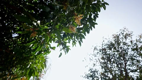 Low angle view of dense green leaves forming natural canopy in forest envir.. Stock Footage 336733579