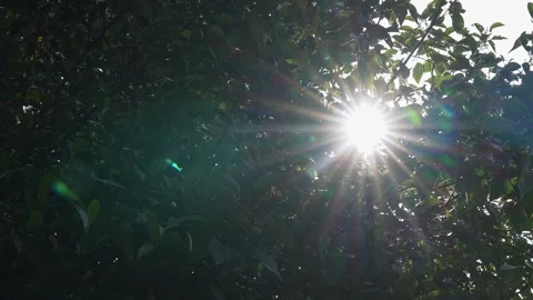 Low angle view of dense green leaves forming natural canopy in forest envir.. Vídeos de archivo 336733840