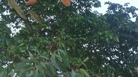 Low Angle View of Dense Green Tree Foliage and Branches 스톡 사진