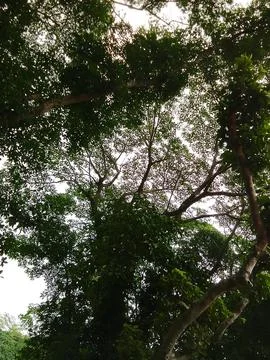 Low angle view of dense green tree canopy with woodland perspective Stock-Fotos