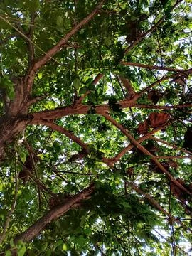 Low-angle view of dense green tree canopy and branches Foto stock