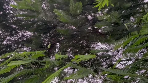 Low Angle View of Dense Senegalia Pennata Canopy Against Sky Stock-Footage 345669394