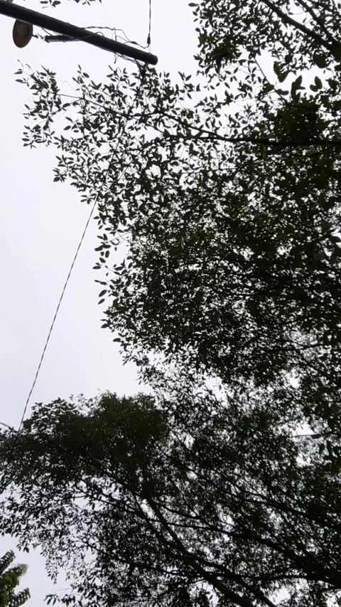 Low Angle View of Dense Tree Canopy Stock Footage 331420648