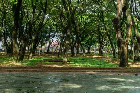 Low angle view of dense tree. full frame shot of a tree. tree branches Stock Photos