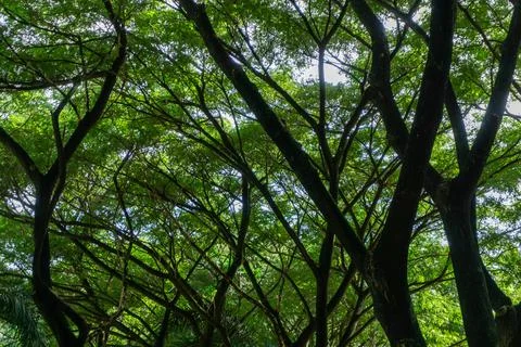Low angle view of dense tree. full frame shot of a tree. tree branches Stock Photos