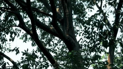 Low Angle View of Dense Tree Canopy and Branches Against a Bright Sky 스톡 사진