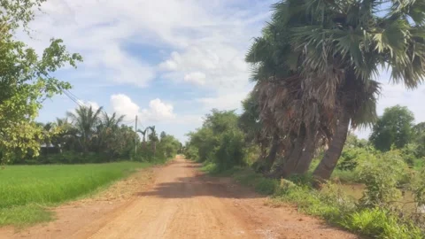 Low Angle View Of Dirt Road Beside Rice Field And Sugar Palms In Cambodia Stock Footage 341648069