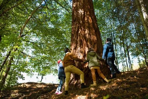 Low angle view of diverse group of environmental activists hugging large sequoia Stock Photos