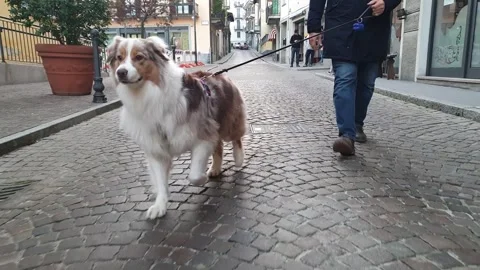 Low angle view of dog walking with leash and owner in city street Stock Footage 280796441