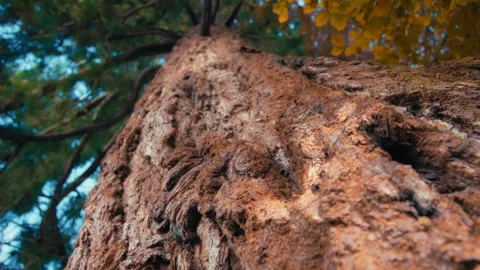 Low angle view of a Douglas Fir evergreen tree trunk. Slow motion Stock Footage 293665596