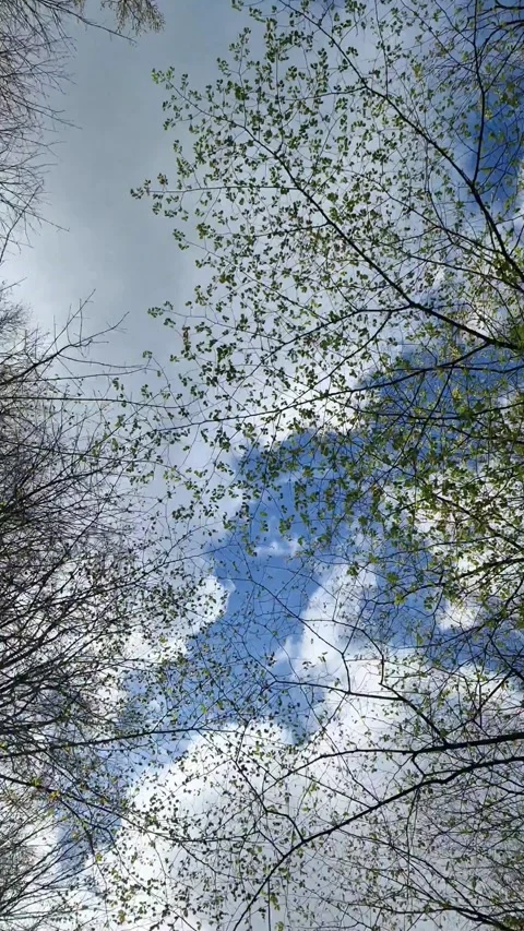 Low angle view of a driving car into the trees passing by Stock Footage 347834901