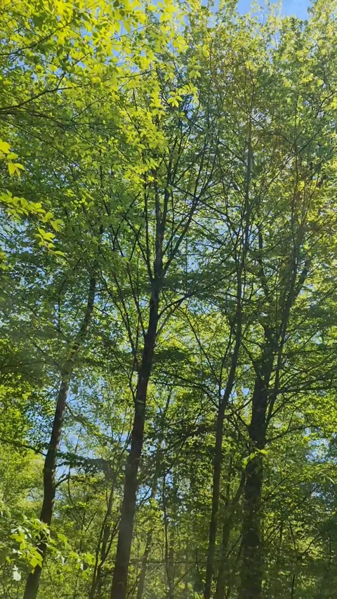 Low angle view of a driving car into the trees passing by Stock Footage 347837084