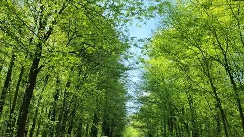 Low angle view of a driving car into the trees passing by Stock Footage 348321925