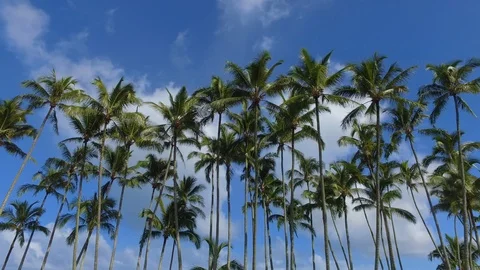 Low angle view driving past palm trees in Hilo Hawaii Stock Footage 100862160