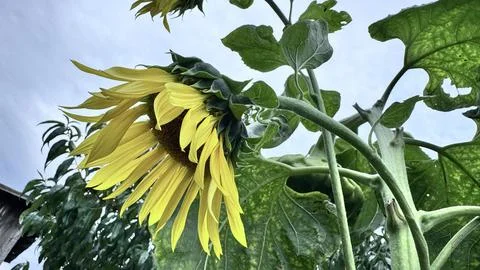 Low angle view of a drooping sunflower against a cloudy sky Foto stock