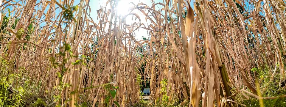 Low Angle View of Dry Corn Stalks Against Sunlit Sky Stock Photos