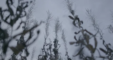 Low angle view of dry plants in the forest at dusk 스톡 동영상 104201036