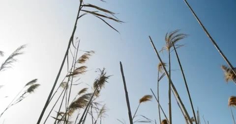 Low angle view of dry reeds against bright sunlight and sky. Stock Footage 154000648