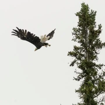 Low angle view of eagle flying, Lake of The Woods, Ontario, Canada Stock Photos