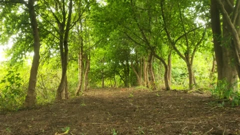Low Angle View of Empty Dirt Path Through Green Forest Tree Arch Stock Footage 344690168