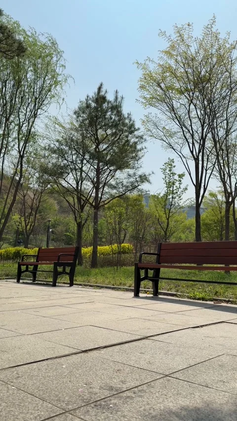 Low Angle View of Empty Park Benches Beneath Tall Trees, Vertical Stock Footage 339468593