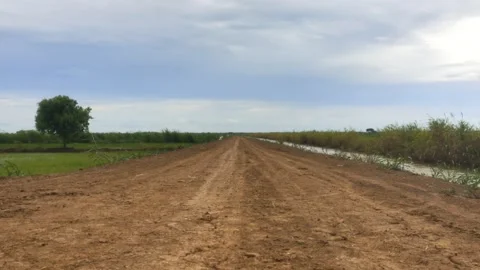 Low Angle View Of Empty Red Dirt Road Through Green Rice Fields, Rural Count Stock Footage 345893072