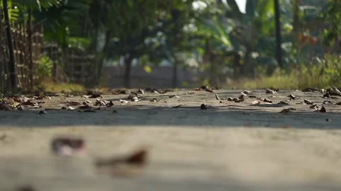 Low Angle View of Empty Rural Road With Dry Leaves Stock Footage 325332559