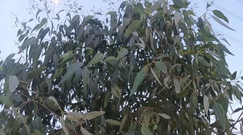 Low Angle View of Eucalyptus Tree Canopy and Soft Sky Stock Photos