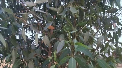 Low Angle View of Eucalyptus Tree Canopy and Soft Sky Stock-Fotos