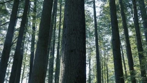 Low Angle View of Evergreen Forest Trees with Sunlight Filtering Through Can Stock Footage 340526709