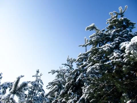 Low angle view of evergreen pine tree branches covered with fresh white snow  Foto stock