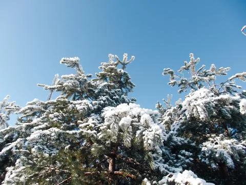 Low angle view of evergreen pine tree branches covered with fresh white snow  Stock Photos