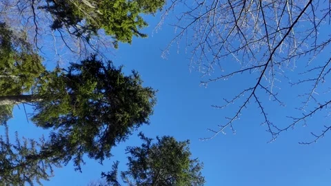 Evergreen Tree Silhouette Stock Videos – Royalty-Free HD & 4K Videos ...