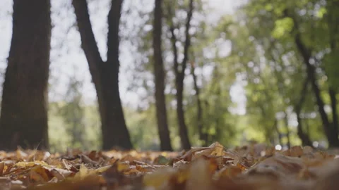 Low angle view of fallen autumn leaves covering ground in forest Video stock 289445459