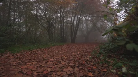 Low angle view of fallen autumn leaves along a misty woodland path 库存影片 292923045
