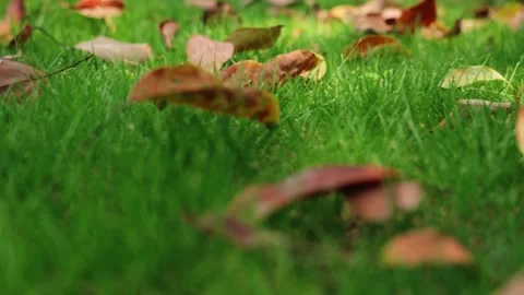 Low Angle View of Fallen Autumn Leaves Scattered Across Grass Vídeos de archivo 333041018