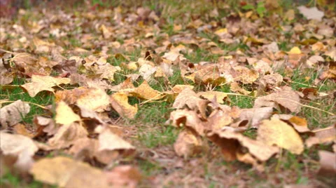 Low angle view of fallen leaves in the grass Video stock 56433829